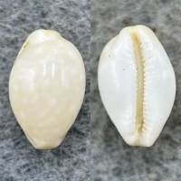 #5 Cypraea dillwyni 10.4mm F Mauke, Cook Islands