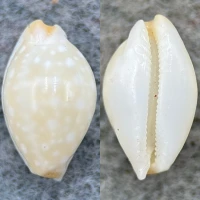 #4 Cypraea dillwyni 12mm F Mauke, Cook Islands