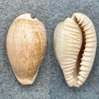 #2 Cypraea fuscodentata 33.8mm F Cape Of Good Hope, S. Africa