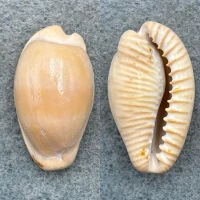 #3 Cypraea fuscodentata 34.9mm F Cape Of Good Hope, S. Africa