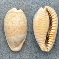#1 Cypraea fuscodentata 35.8mm F Cape Of Good Hope, S. Africa
