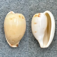 #1 Cypraea edentula 22.4mm F Port Alfred, South Africa