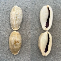 #5 Cypraea errones coxi Lot 24-26mm F++ Northeast Australia