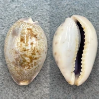 #2 Cypraea pallida 27.2mm F+ Karachi, India