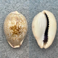 #4 Cypraea robertsi 26.1mm F++ Bay Of Panama