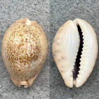 #6 Cypraea robertsi 24.9mm F++ Bay Of Panama