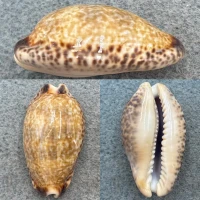 #3 Cypraea nigropunctata 34mm F+ Galapagos Islands