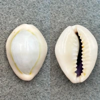 #1 Cypraea annulus camelorum 24.5mm F+ Zanzibar