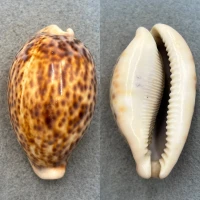 #6 Cypraea pantherina 65.1mm F No Data