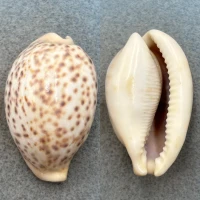 #9 Cypraea pantherina 57.4mm F No Data
