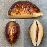 #3 Cypraea (Mauritia) eglantina Niger Rostrated 57.9mm F/+ No Data