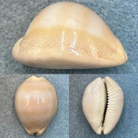 #7 Cypraea sulcidentata 34.4mm F+ Hawaii