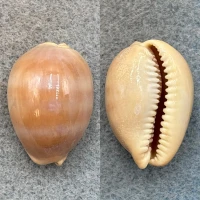 #4 Cypraea sulcidentata Subadult 29.1mm F+ Hawaii