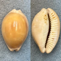 #3 Cypraea sulcidentata 41.2mm F Hawaii