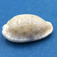 #13 Cypraea (Naria) erosa 36mm Netted, Negros Island, Philippines