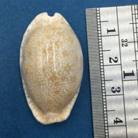 #13 Cypraea (Naria) erosa 36mm Netted, Negros Island, Philippines