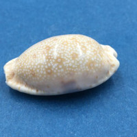 #13 Cypraea (Naria) erosa 36mm Netted, Negros Island, Philippines