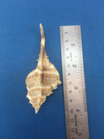 #3 Murex Vokesimurex Malabaricus W/Operculum 98.73mm Muricidae