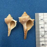 #5 Murex Vokesimurex Elenensis Tricornis x2 27-33mm Puerto Penasco Mexico Beach