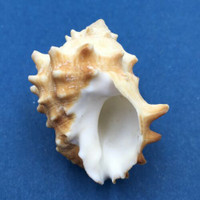 #2 Thais (Mancinella) Echinata 42mm Broome W. Australia Muricidae