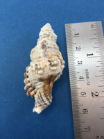 #4 Cymatium Monoplex Nicobaricus Nicobaricum 54.1mm Dived Philippines Data