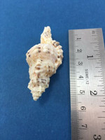 #6 Cymatium Monoplex Nicobaricus Nicobaricum 53.3mm Dived Philippines Data