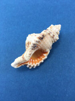 #6 Cymatium Monoplex Nicobaricus Nicobaricum 53.3mm Dived Philippines Data