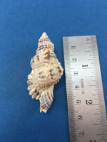 #7 Cymatium Monoplex Nicobaricus Nicobaricum 53.5mm Dived Philippines Data