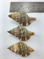 Cymatium Pileare Monoplex Pilearis Set Of 3 42.28-50.57mm Brazil Data One W/O