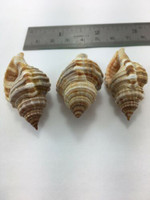 Cymatium Pileare Monoplex Pilearis Set Of 3 42.28-50.57mm Brazil Data One W/O