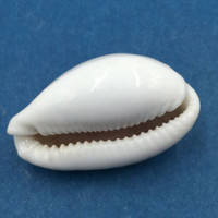 #22 30.1mm Cypraea (Naria) Boivinii Netted, Negros Island, Philippines