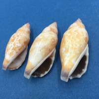 #1 Strombus (Tridentarius) dentatus Set x3 44-50mm Netted Negros Is. Philippines