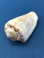 Conomurex Luhuanus 57mm Strombidae Kagosima Japan