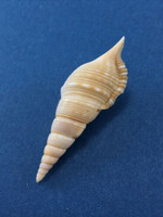 #1 Tibia Powisi 49mm No Data Strombidae