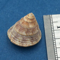 #19 Calliostoma tampaensis 18.3mm W/O Pompano Hump, Gullivan Bay Florida Shallow
