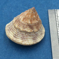 #18 Calliostoma tampaensis 20.2mm W/O Pompano Hump, Gullivan Bay Florida Shallow
