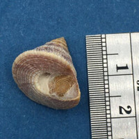 #16 Calliostoma tampaensis 18.4mm W/O Pompano Hump, Gullivan Bay Florida Shallow