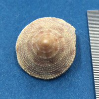 #9 Calliostoma tampaensis 18.5mm W/O Pompano Hump, Gullivan Bay, Florida Shallow