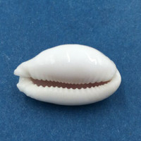 #20 23mm Cypraea (Naria) Boivinii Netted, Negros Island, Philippines