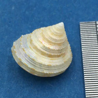 Calliostoma soyoae 13.5mm Wakayama, Japan Trawled 300m On Mud