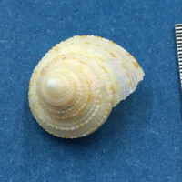 Calliostoma soyoae 13.5mm Wakayama, Japan Trawled 300m On Mud