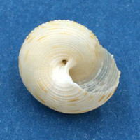 Calliostoma soyoae 13.5mm Wakayama, Japan Trawled 300m On Mud