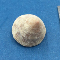 #28 Calliostoma tampaensis 19.9mm Pompano Hump, Gullivan Bay Florida Shallow