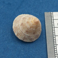 #23 Calliostoma tampaensis 16.6mm Pompano Hump, Gullivan Bay Florida Shallow