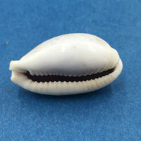 #17 25.2mm Cypraea (Naria) Boivinii Netted, Negros Island, Philippines