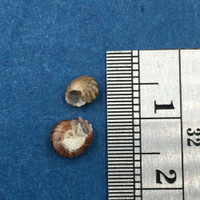 Gibbula cicer Set x2 5-6mm South Africa Trochidae