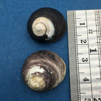 Austrocochlea rudis Set x2 21-23mm W/O Australia Trochidae