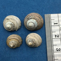 #2 Austrocochlea constricta constricta Set x3 11-15mm 3 W/O Australia Trochidae