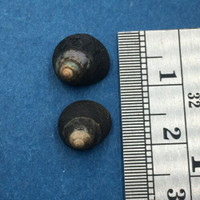 Micrelenchus tenebrosus Set x2 9-10mm W/O New Zealand Trochidae Cantharidus