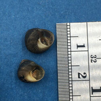 Micrelenchus tenebrosus Set x2 9-10mm W/O New Zealand Trochidae Cantharidus